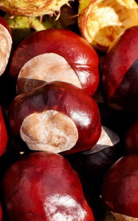 La Ricetta del Castagnaccio