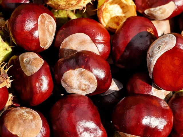 Ricetta: il Castagnaccio