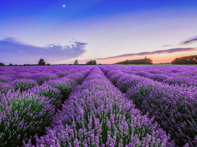 Cosa fare a metà luglio: una gita nella Provenza Toscana