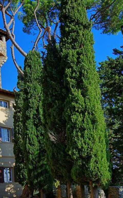 Il borgo di Cetona e la sua Rocca