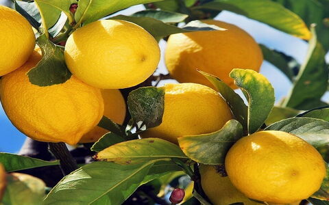 Gli inimitabili Limoni di Sorrento