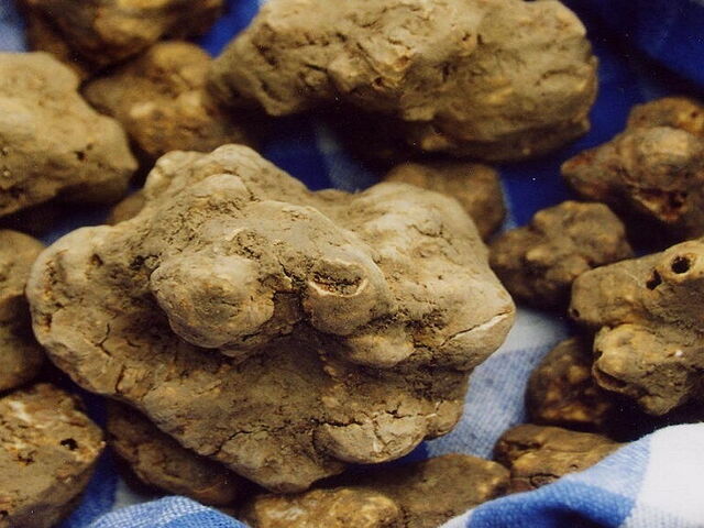 Le Migliori Attività ed Eventi per scoprire il Tartufo di San Miniato