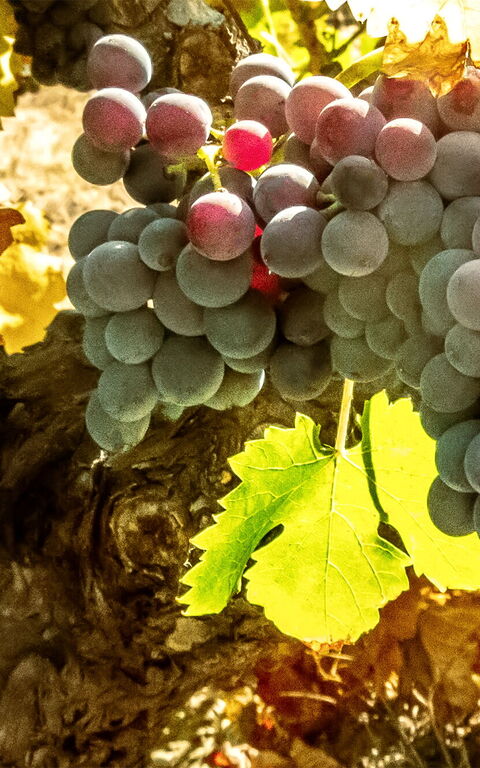 La vendemmia in Toscana