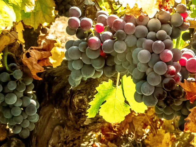 Vendemmia in Toscana: vivi l’autunno tra vigneti e cantine