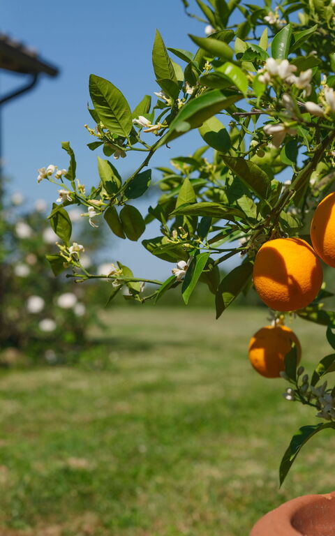 Pozzo Dei Desideri: all'aperto, Esterni, Giardino