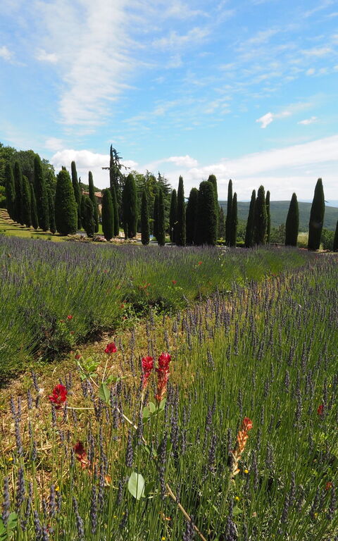 Cornocchio: Vista Panoramica