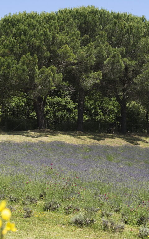 Cornocchio: Giardino, Vista Panoramica