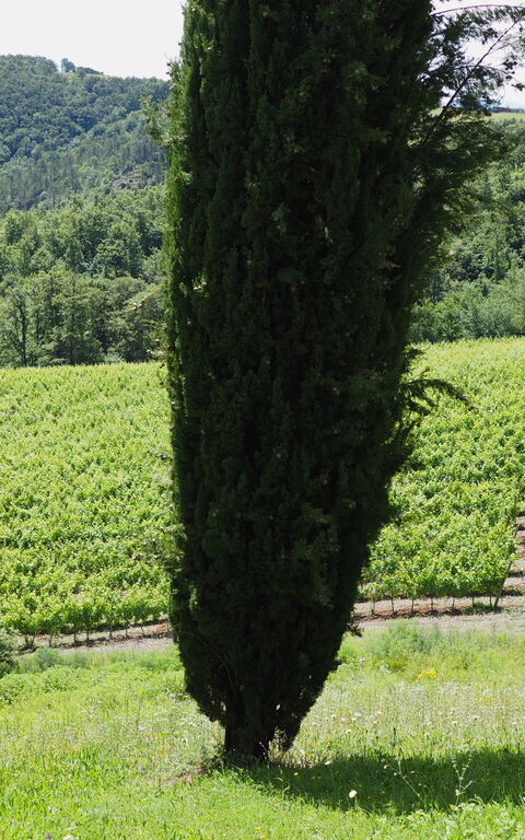 Cornocchio: Giardino, Vista Panoramica