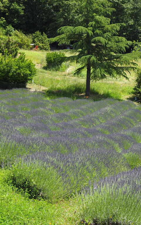Cornocchio: Vista Panoramica