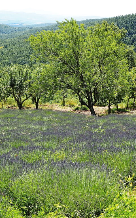 Cornocchio: Vista Panoramica