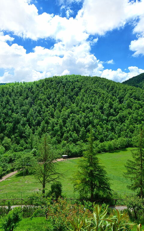 Villa Contessa: Giardino