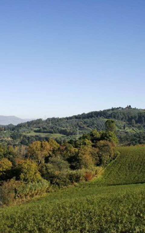 La Selva: Vista Panoramica