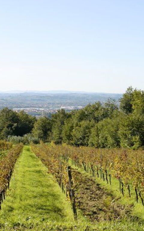 La Selva: Vista Panoramica