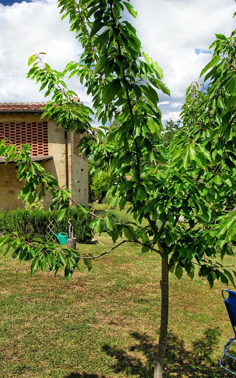 Villa Diletta: Giardino