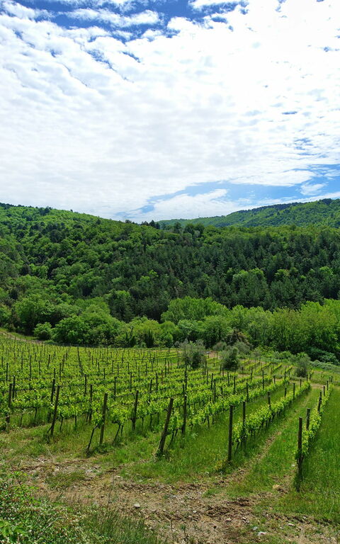Villa Barbischio: Vista Panoramica