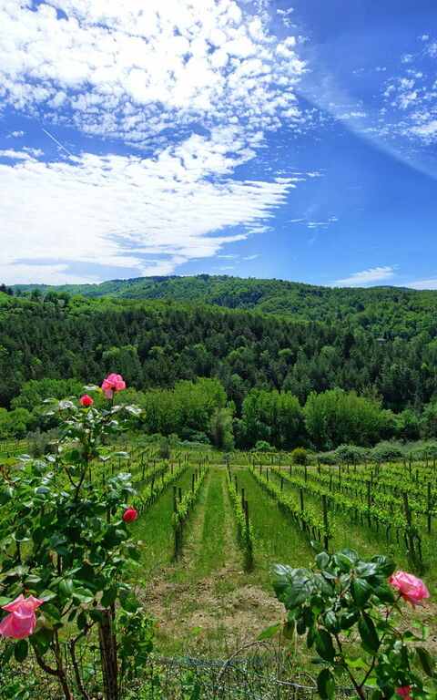 Villa Barbischio: Vista Panoramica