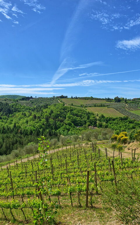 Villa Barbischio: Vista Panoramica