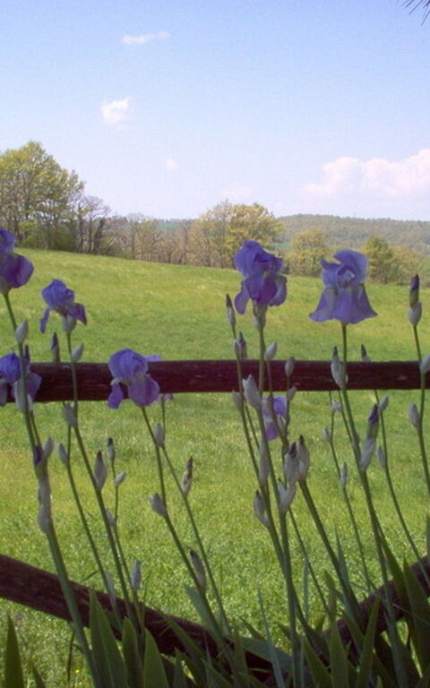 Ginestrella: all'aperto, Giardino