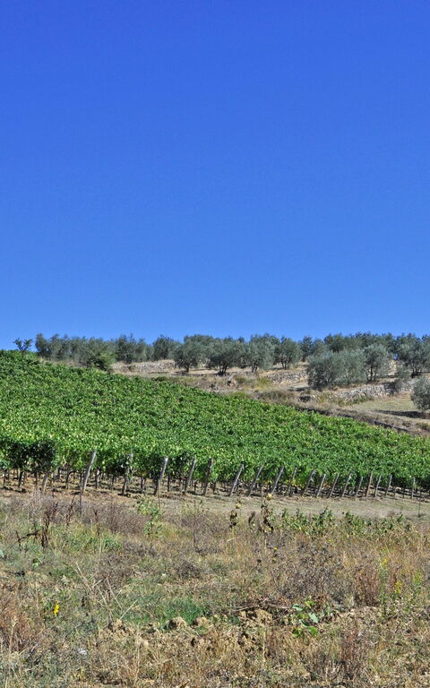 Arturo: Vista Panoramica