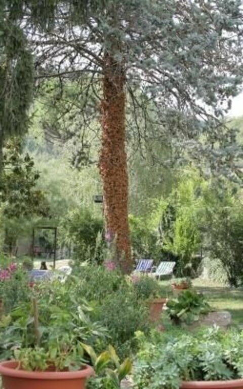 ***villa Contea: all'aperto, Giardino