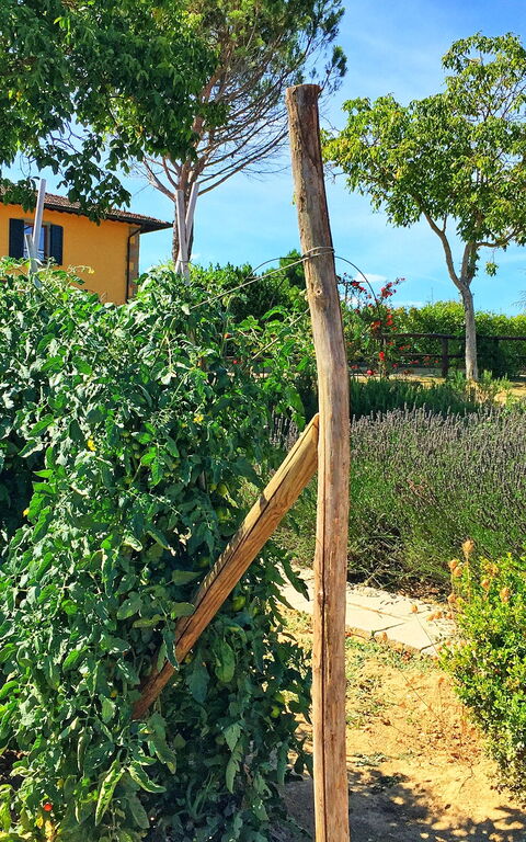 Podere Sant'angelo: Giardino