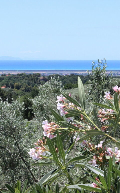 Guardistallo: Vista Panoramica