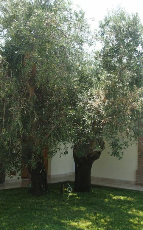 Villa Dei Cipressi: all'aperto, Esterni, Giardino