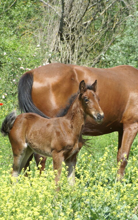 Le Querce Di Campocane: Giardino