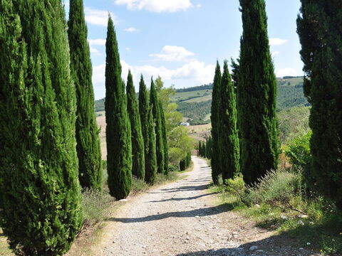 Le Querce Di Campocane