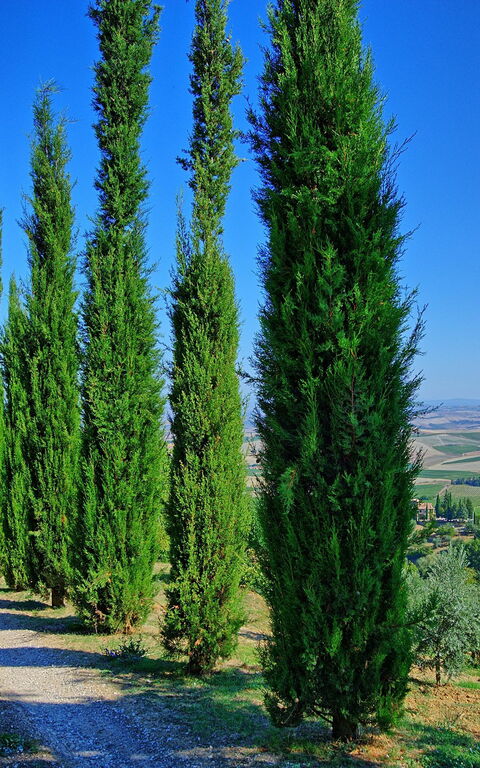 Villa Montalcino: Vista Panoramica