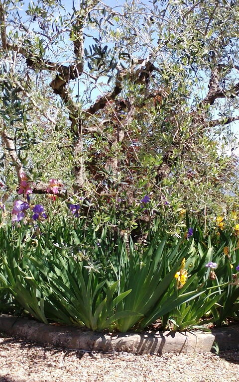 Villa Gaville: Giardino