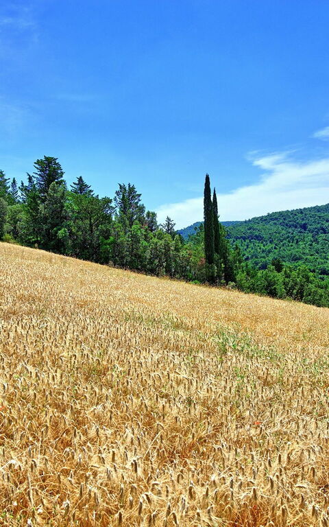 Villa Picchio: all'aperto, Giardino