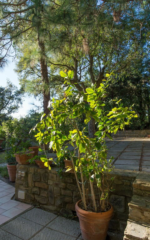 Vista Mare: Giardino