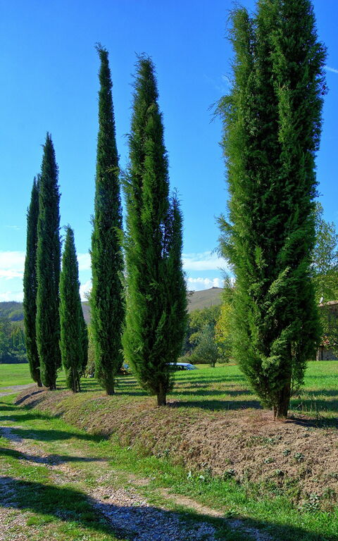 Villa Gualchiere: Entrata Principale