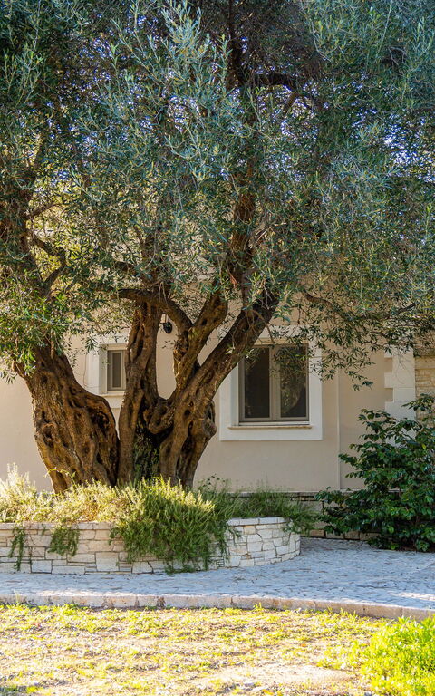 Villa Dimitris: Giardino