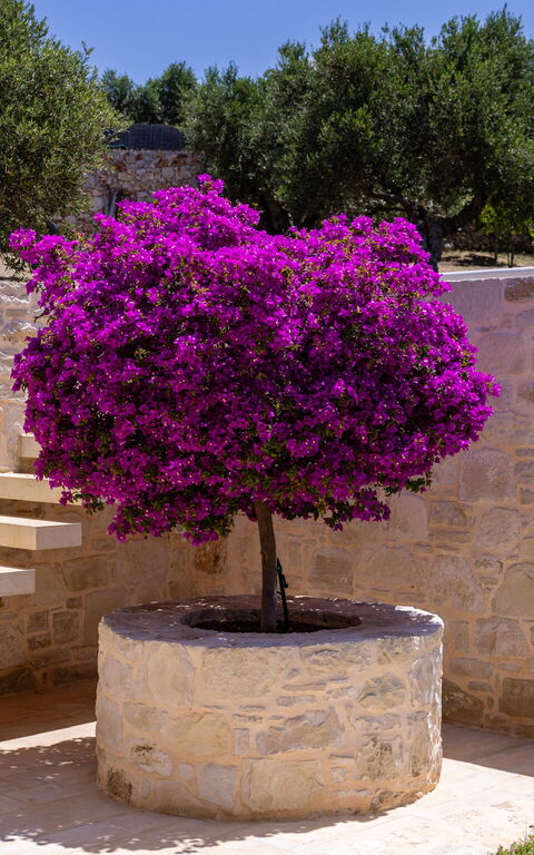 Villa Bluewhite: all'aperto, Giardino