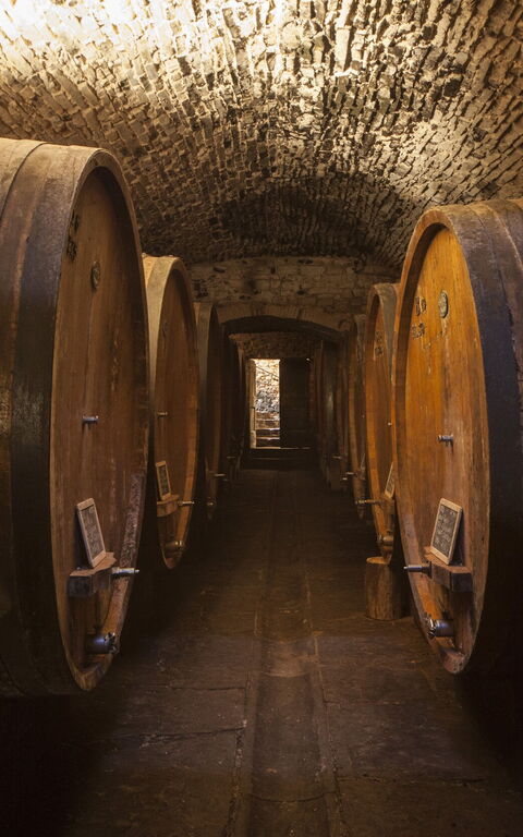 Villa Paneretta: Attività, Caratteristiche