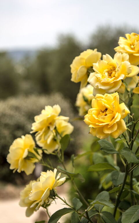 Villa Chiugi: all'aperto