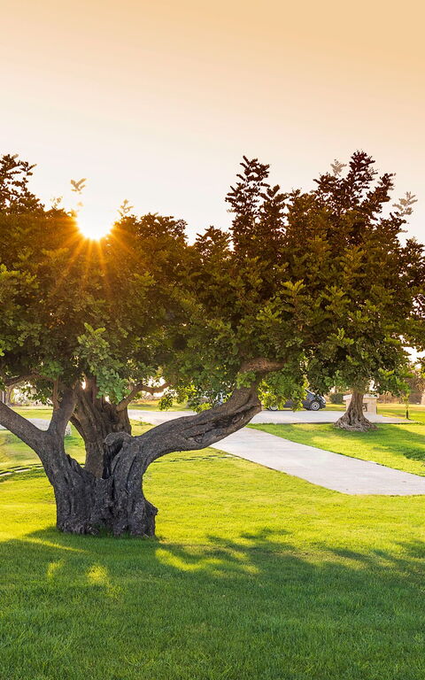 Villa Colleverde: Giardino