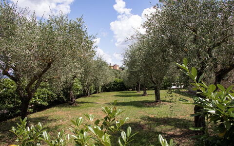 Alloggio Capanna: Esterni, Giardino