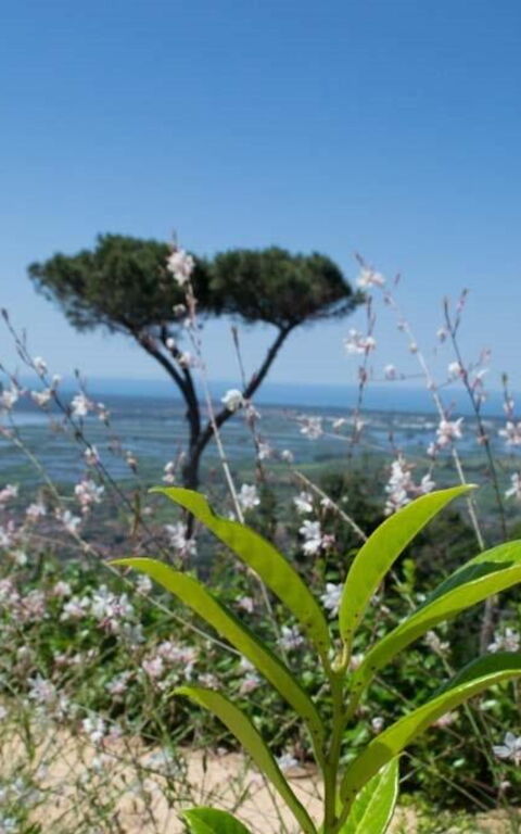 Casarosa Di Mariasole: all'aperto, Estate