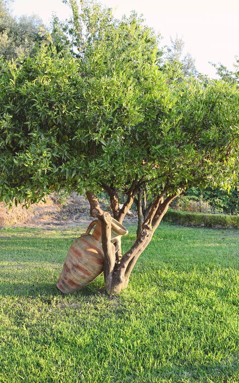 Villa Malu: all'aperto, Esterni, Giardino
