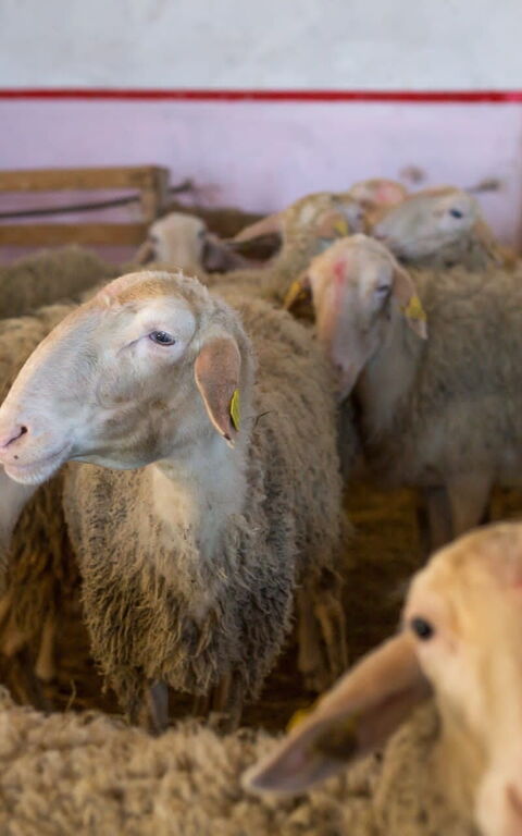 Casale Della Torre: Animali