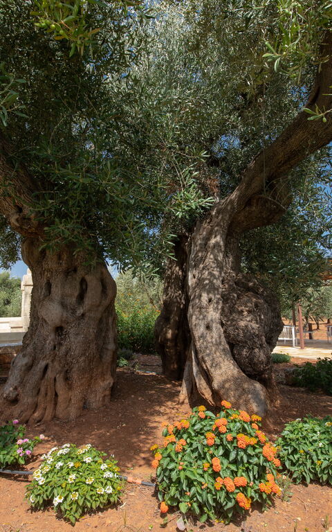 Terra Mater: all'aperto, Esterni