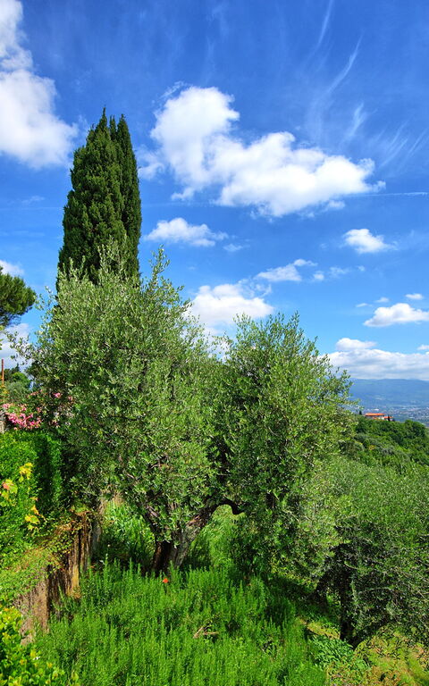 Villa Mami: all'aperto, Esterni, Giardino, Vista Panoramica