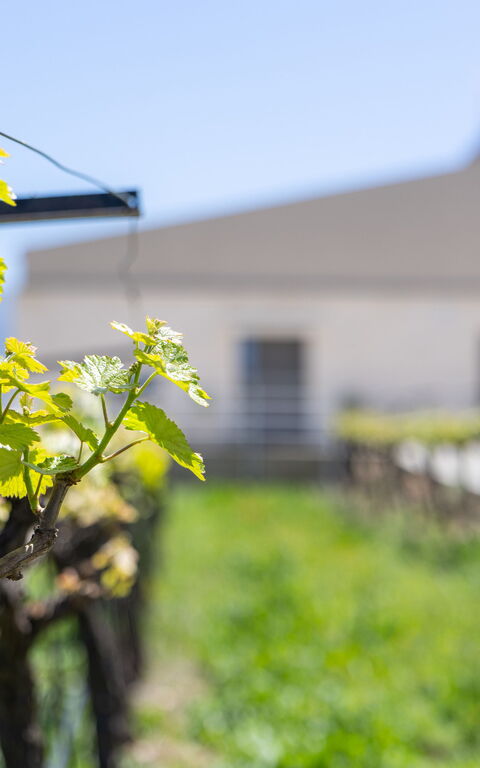 Villa Orientem Bis: all'aperto, Esterni, Giardino