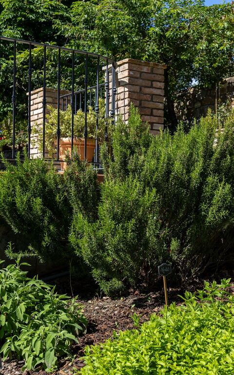 Tenuta Macericca: all'aperto, Esterni