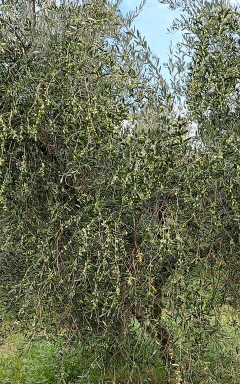 Podere Peteglia: Vista Panoramica