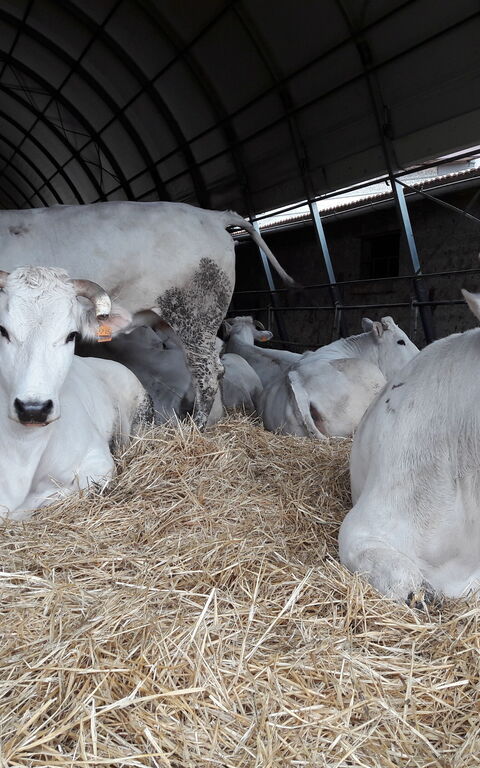 Podere Peteglia: Animali, Attività