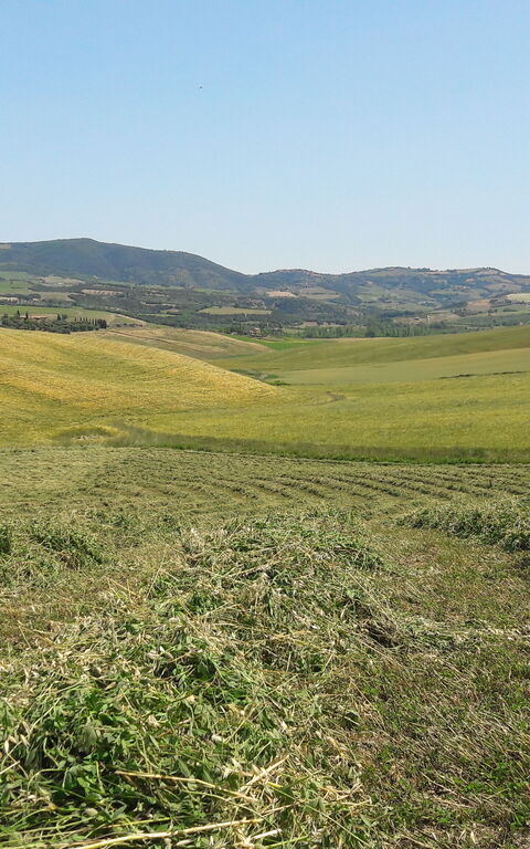 Podere Peteglia: Vista Panoramica
